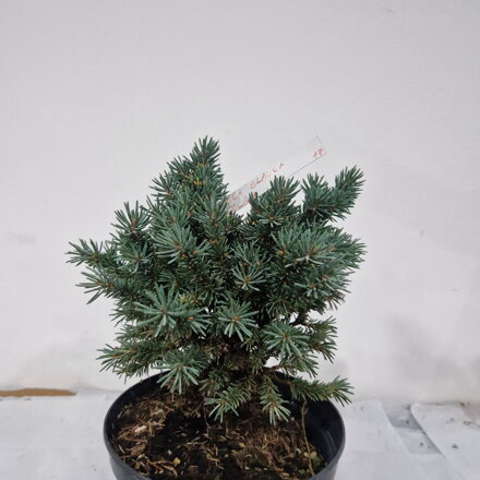 Picea glauca CECILIA