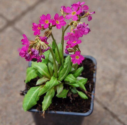 Primula rosea "GRANDIFLORA"