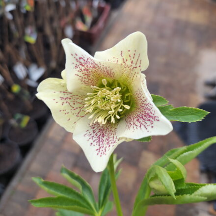 Helleborus orientalis PRETTY ELLEN WHITE (čemerica)