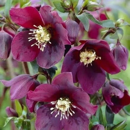 Helleborus orientalis PRETTY ELLEN RED (čemerica)