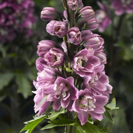 Delphinium elatum ROSE WHITE BEE (Stračonôžka)