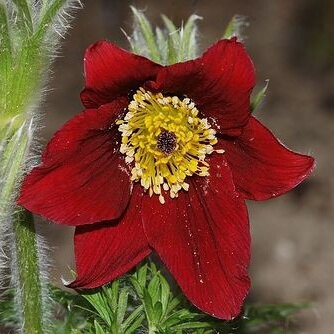 Pulsatilla "PINWHEEL DARK RED SHADE"