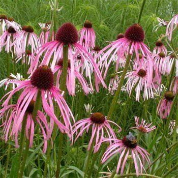 Echinacea pallida