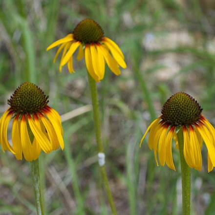 Echinacea paradoxa var. paradoxa