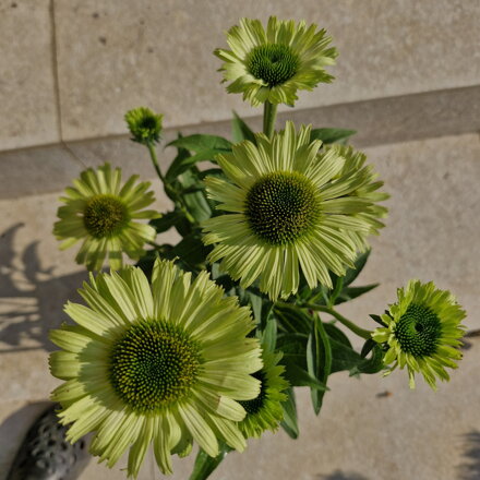Echinacea purpurea ¨Green Jewel¨