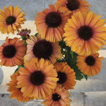 Echinacea purpurea "SunSeekers Mineola"