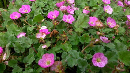 Erodium variabile rosa