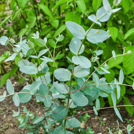 Eucalyptus gunnii SILVER DOLAR