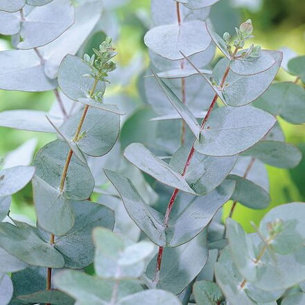 Eucalyptus gunnii SMALL LEAVED GUM