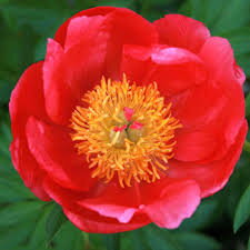 Pivonka FLAME - (Paeonia Flame)
