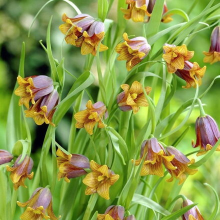 Fritillaria uva-vulpis