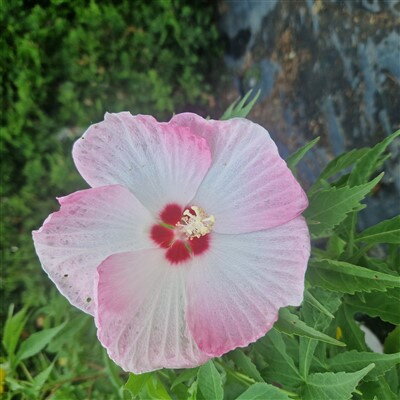 Hibiscus "FUJIN"