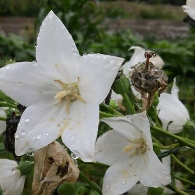 Platycodon grandiflorus Fuji White