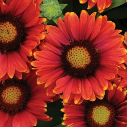 Gaillardia x grandiflora Arizona Red Shades