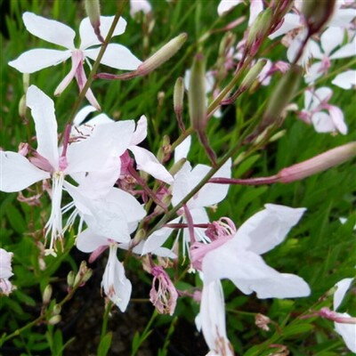 Gaura lind. 'White Dove'