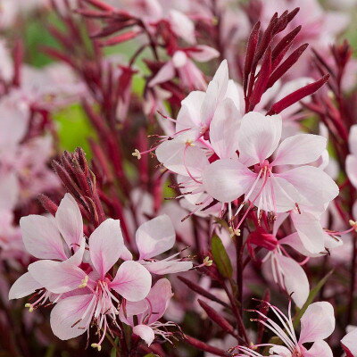 Gaura lindheimeri ´Gaudi Rose´