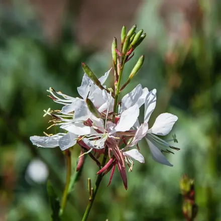 Gaura "GAUDI WHITE"