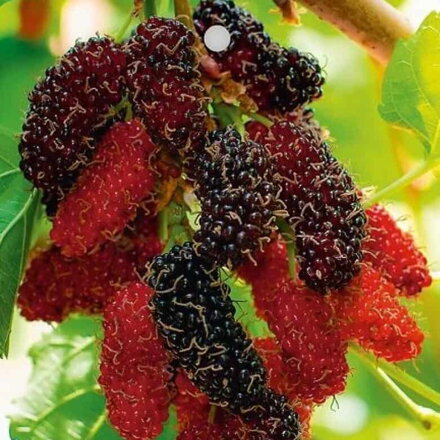 Moruša zakrslá GERARDI DWARF