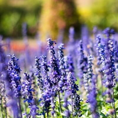 Lavandula intermedia Grappenhall