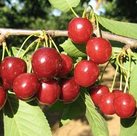 Čerešňa HALKA®  (neskorá)