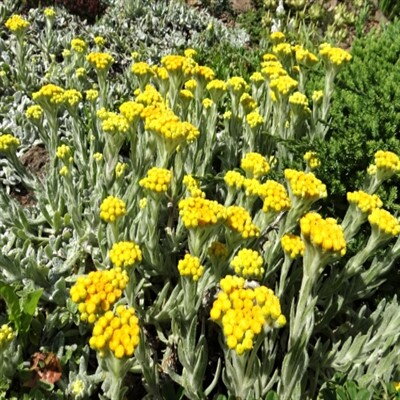 Helichrysum plicatum subs. plicatum 