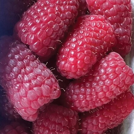Malina HUSARIA®