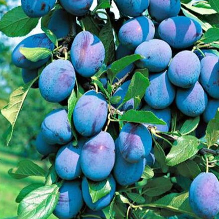 Stĺpovitá slivka IMPERIAL (neskorá)