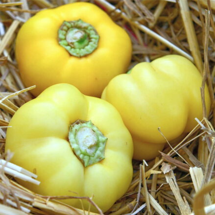 Paprika Jablina F1