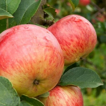 Jabloň JAKUBKY ČERVENÉ (letná)