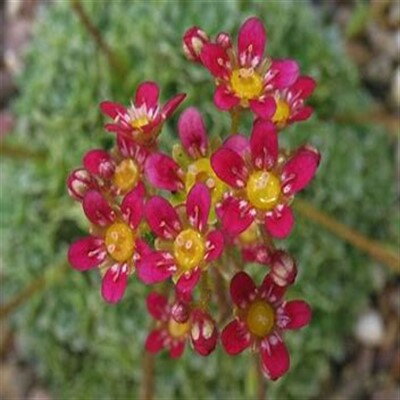 Saxifraga JAROMIR