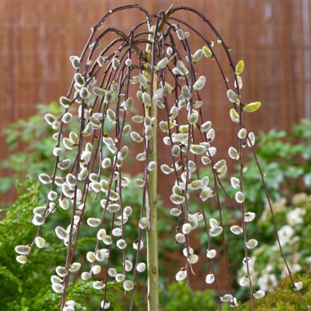  Salix caprea - KILMARNOCK PENDULA