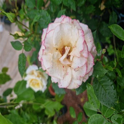Stromčeková ruža Biela 1