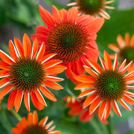 Echinacea purpurea Lakota Orange