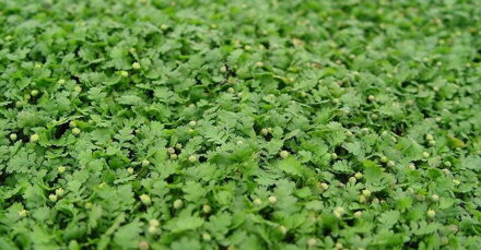 Machovec - Leptinella dioica 'Minima'