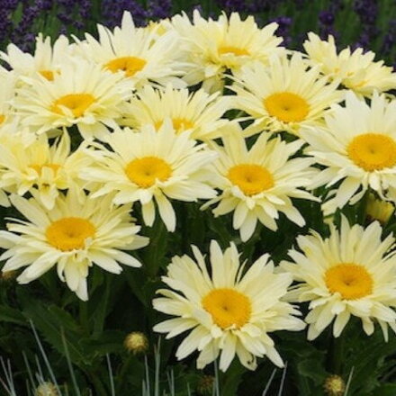 Leucanthemum maximum Banana Cream