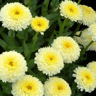 Leucanthemum Luna