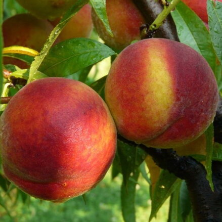 Broskyňa MAJORITA® (stredne skorá)