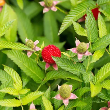 Malino-jahoda 'Rubus Illecebrosus'