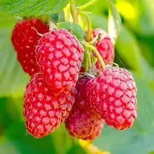 Malina MAPEMA® - jesenná