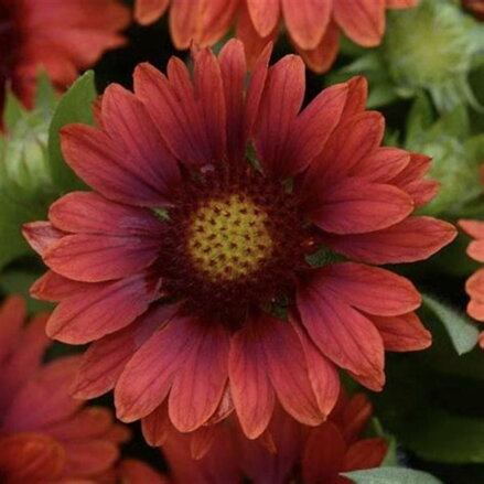 Gaillardia aristata "Mesa Red"