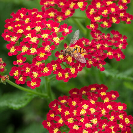 Achillea millefolium "Milly Rock Cherry"