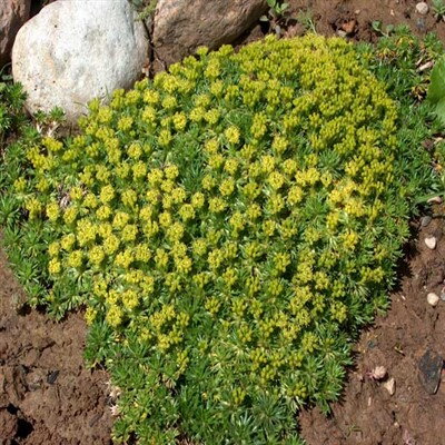 Azorella trifurcata minima