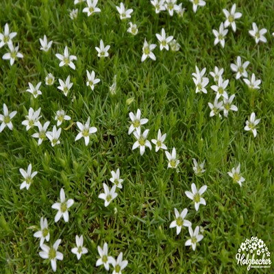 Minuartia stellata 'Minima'