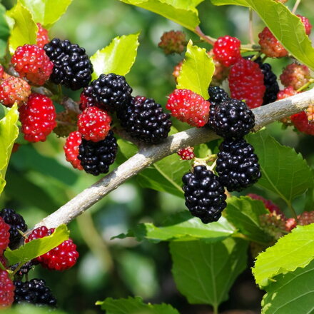 Moruša trpasličia MOJO BERRY - Matsunaga