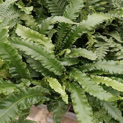 Asplenium scolopendrium Angustifolia