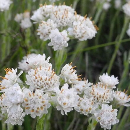Plešivec dvojdomý biely (Antennaria dioica Alba)