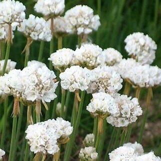 Trávnička prímorská (Armeria maritima)