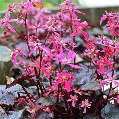 Saxifraga cortusifolia Black Ruby