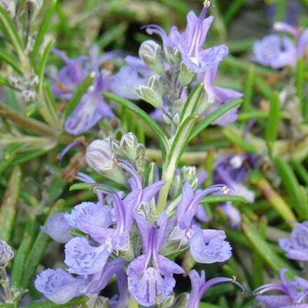 Rozmarín lekársky 'Corsian Blue'