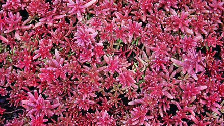 Sedum album 'Coral Carpet'